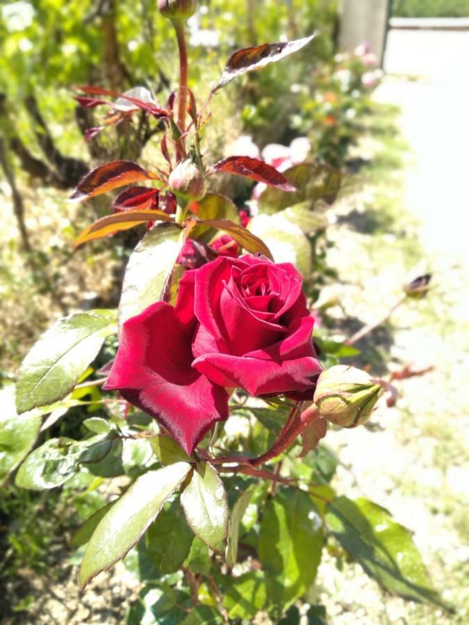 Vila Rosegarden Sami  Exteriér fotografie